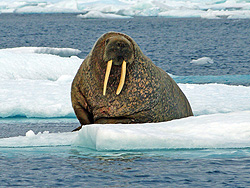 walrus