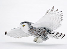 snowy owl