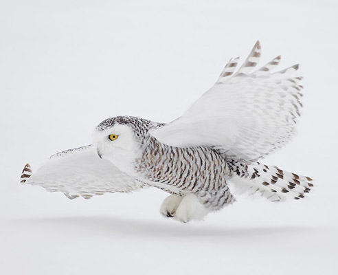 snowy owl