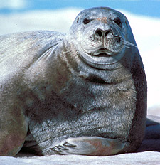 bearded seal