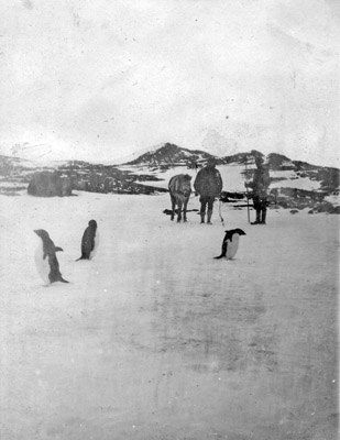 Pony drawing sledge back to the ship for another load. Adelie Penguins in the foreground.