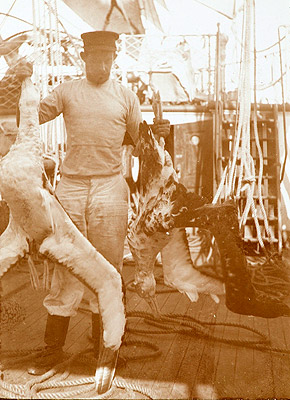 Captured albatrosses on board