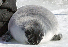 hooded seal