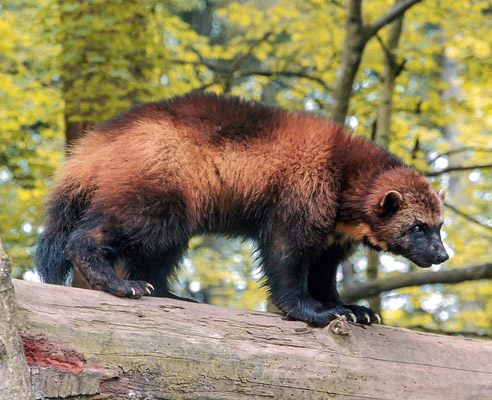 wolverine animal