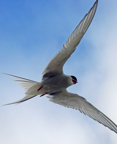 arctic tern