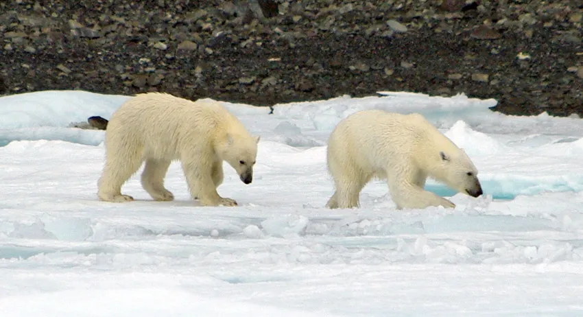 Polar Bears