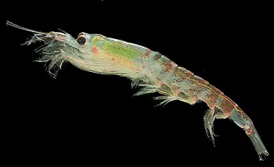 krill in Antarctica