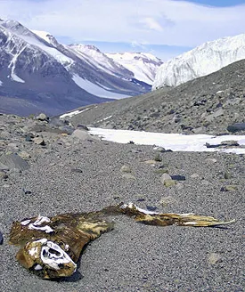 Mummified seal dry valley