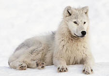 arctic wolf