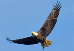 bald eagle