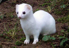 ermine