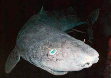 greenland shark