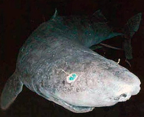 greenland shark