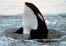 orca - killer whale