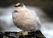 ptarmigan