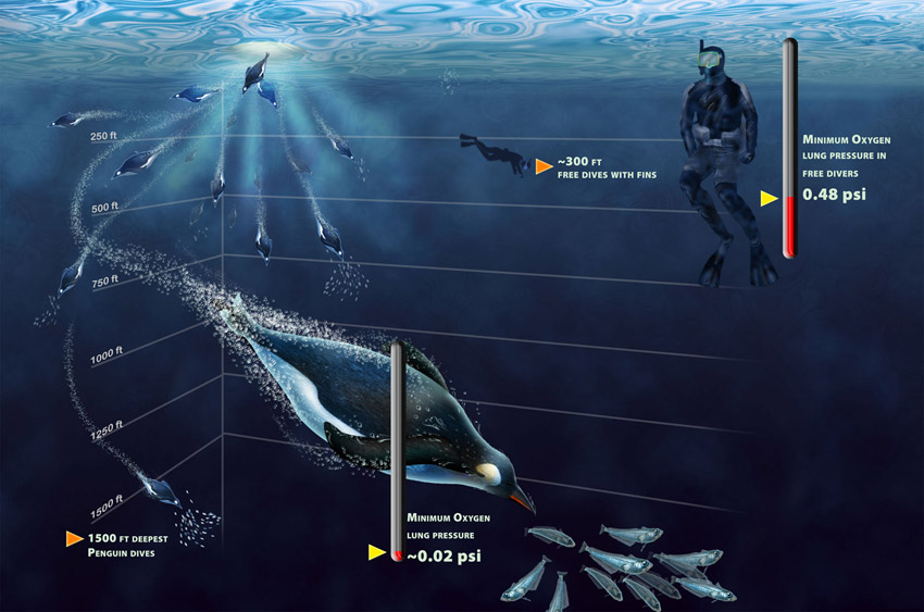 Diving physiology in emperor penguins