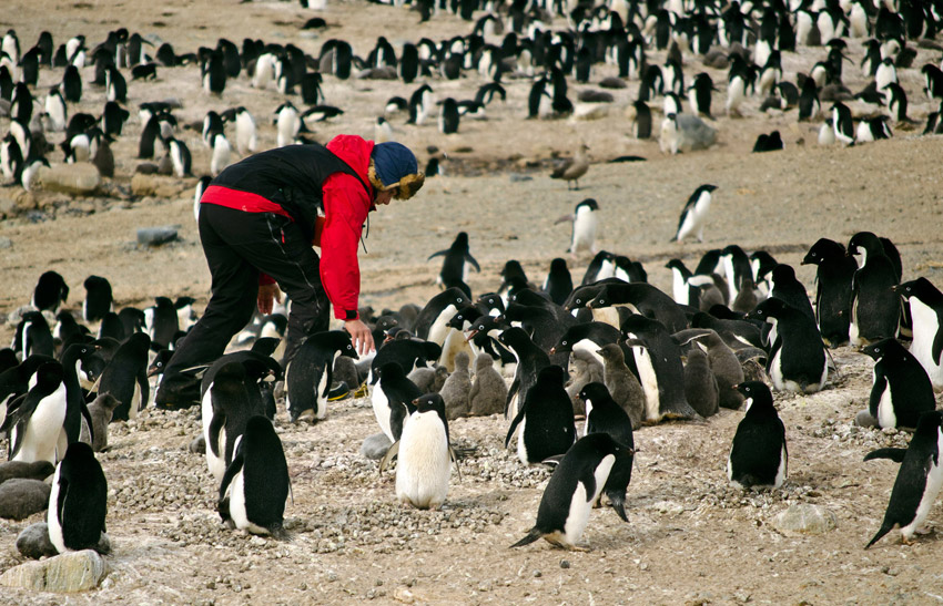 Gentoo penguin