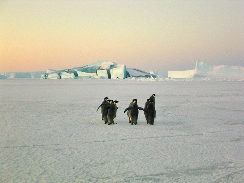 Emperor penguins