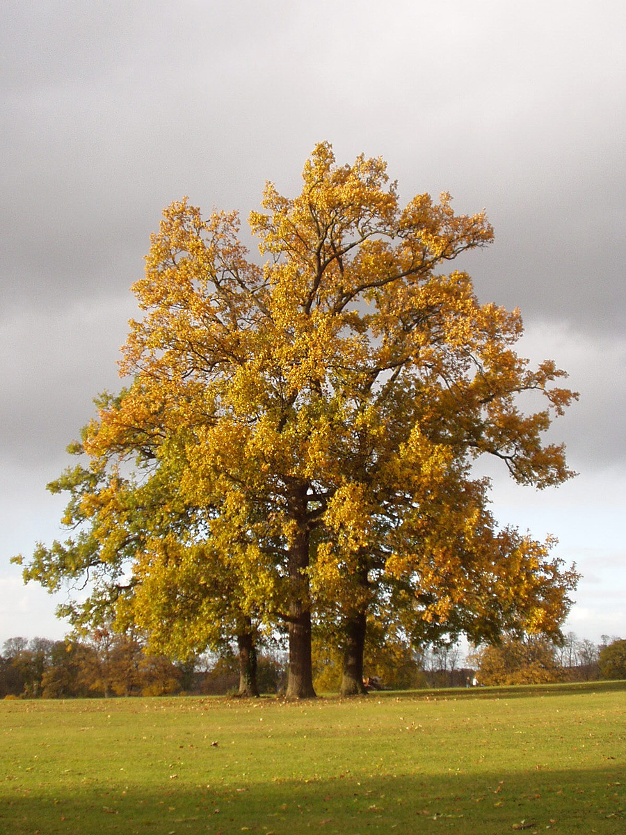 Planting trees won't get us out of the global warming mess, but it's always worth doing as these 60ft oaks prove