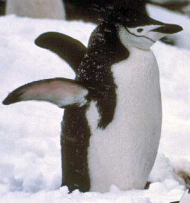 Chinstrap penguin