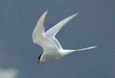 arctic tern