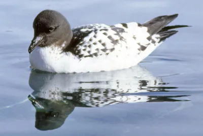 Cape petrel