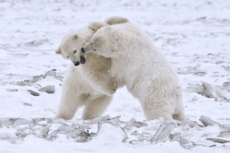 Polar bear