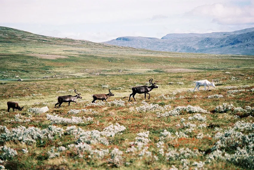 Reindeer / caribou