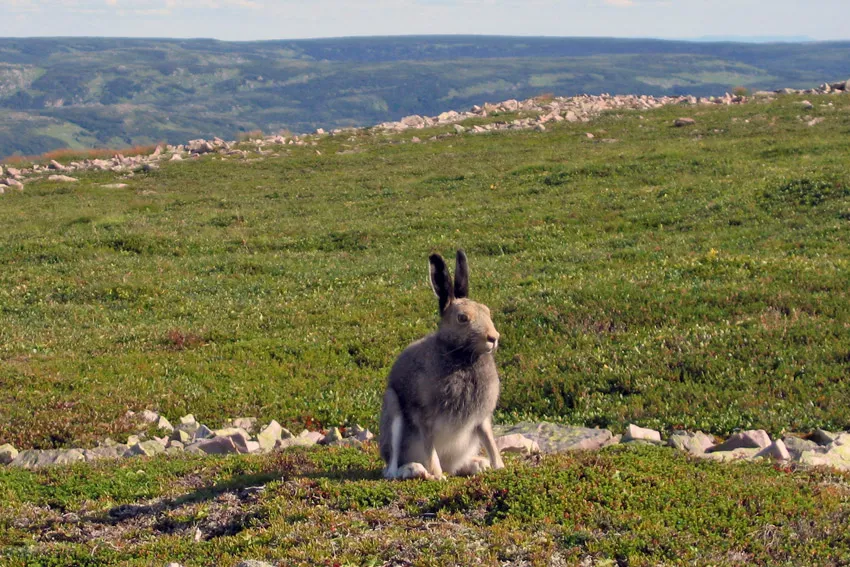 Arctic Hare