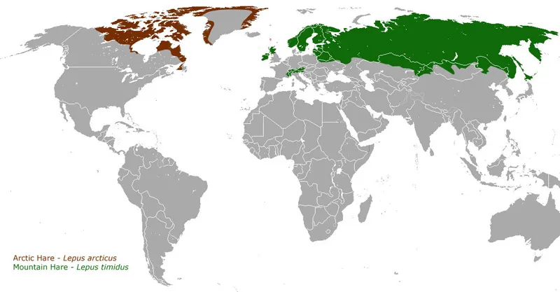 Arctic hares distribution