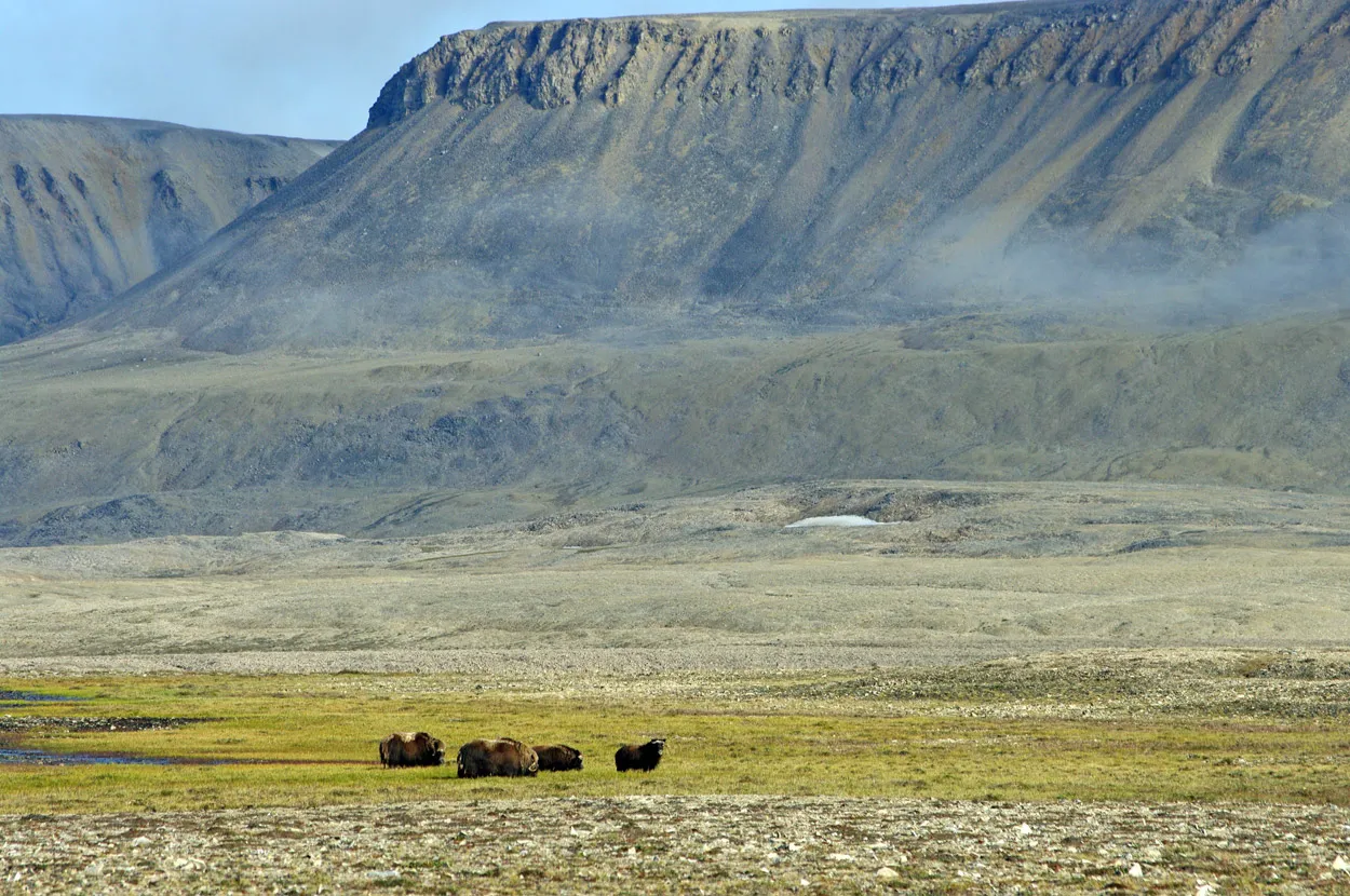 Musk oxen