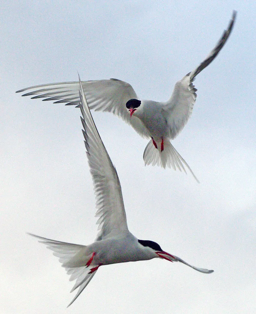 Arctic tern