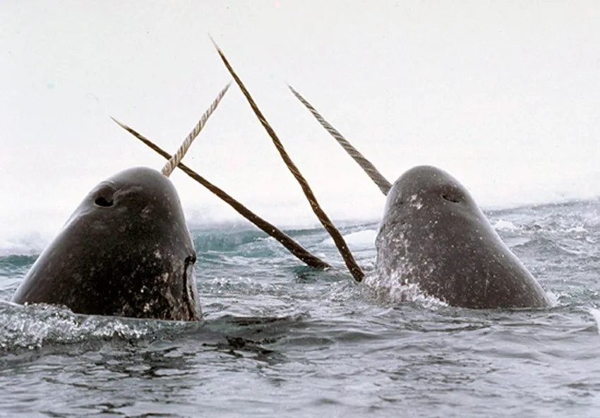 Narwhals