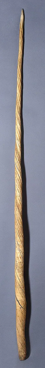 Narwhal tusk