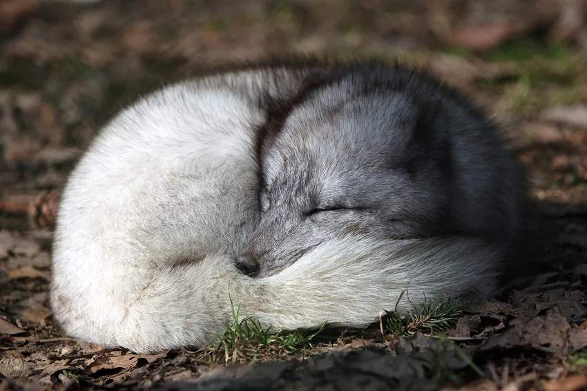 arctic fox