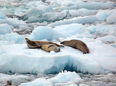 Crabeater seals