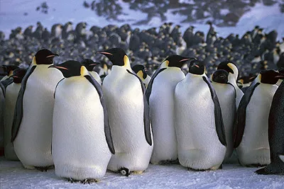 Emperor penguin