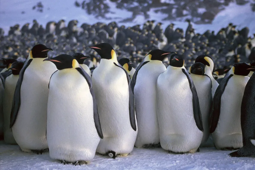 Emperor penguins