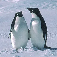 Adelie penguin