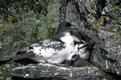 Cape petrel