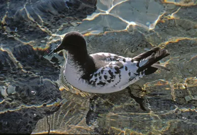 Cape petrel