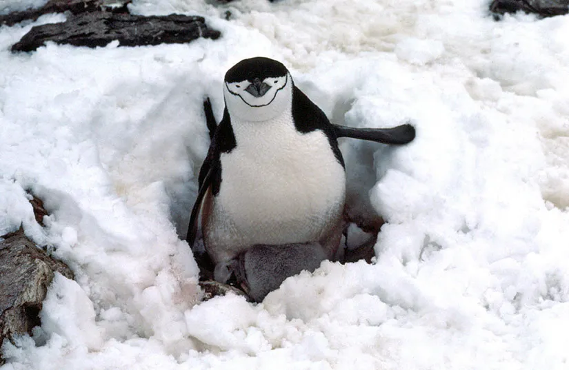 Chinstrap penguin