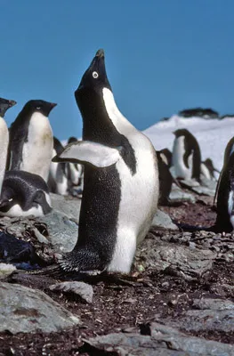 Adelie penguin