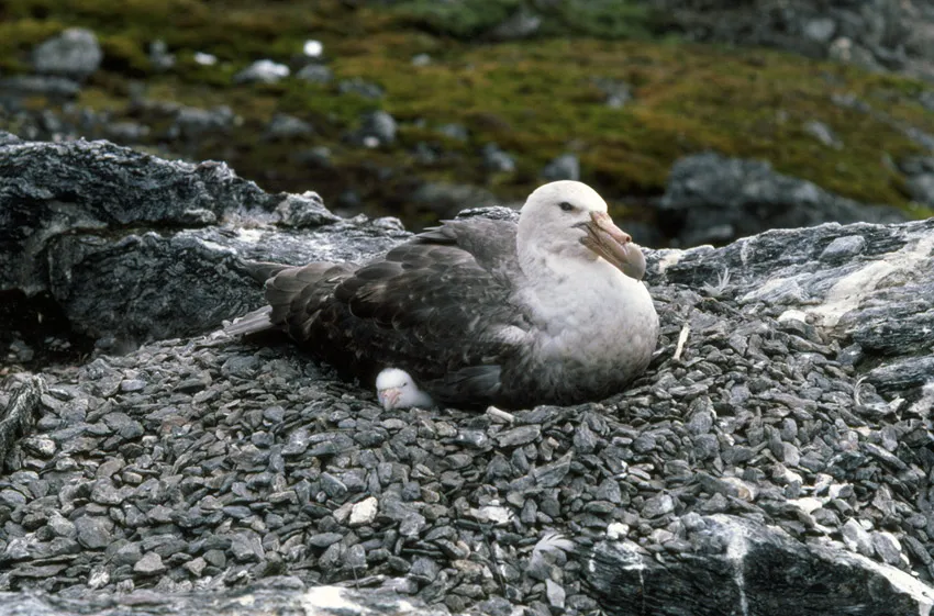 Giant petrel