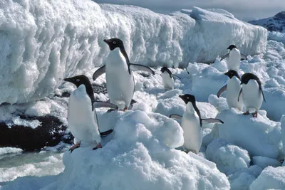 Adelie penguin