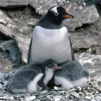 Gentoo penguin