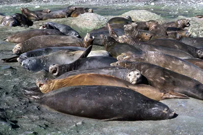 Southern Elephant seal