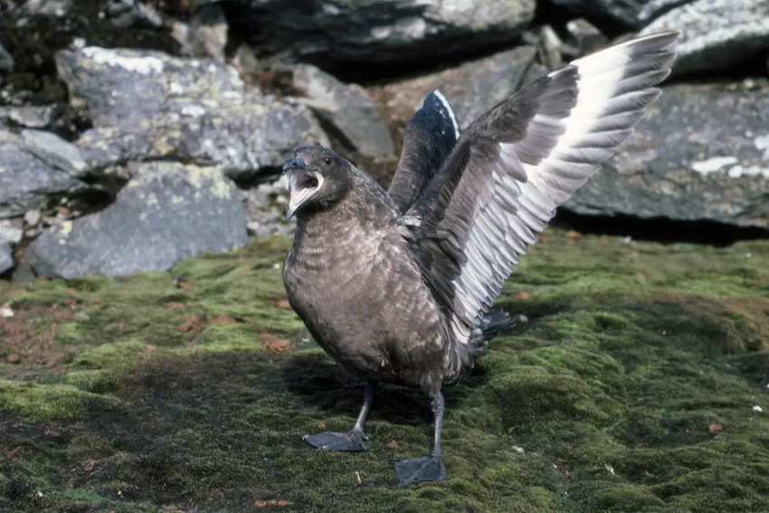 Antarctic or South Polar Skua