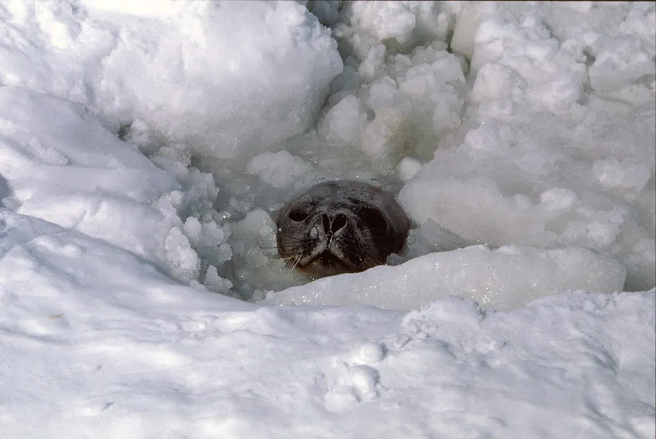 Weddell Seal