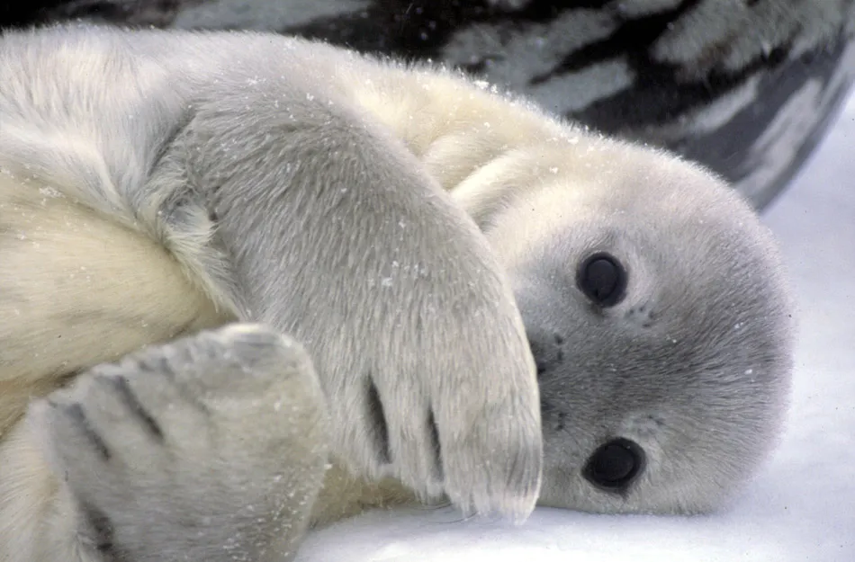 Weddell Seal, mother and pup